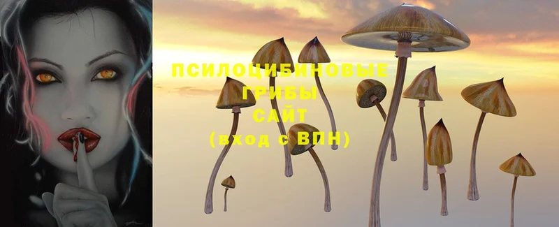 ссылка на мегу   наркошоп  Гусь-Хрустальный  Псилоцибиновые грибы Psilocybine cubensis 